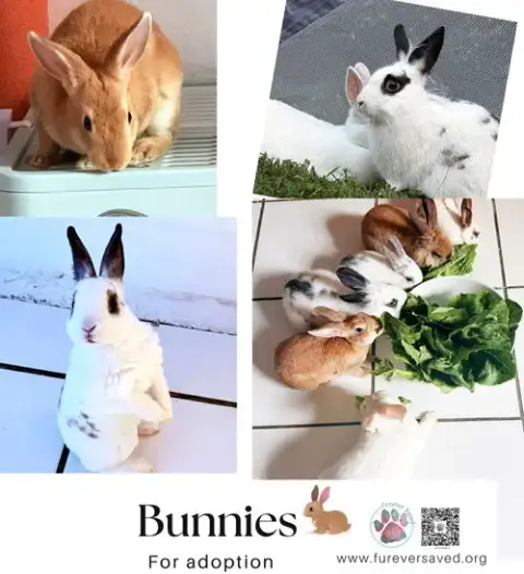 Bunnies For Adoption
