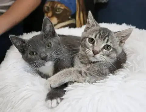 Baby Jill Bonded W/Baby Hanselle photo 2