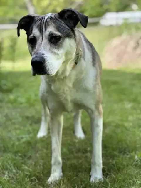 Ruger photo 2