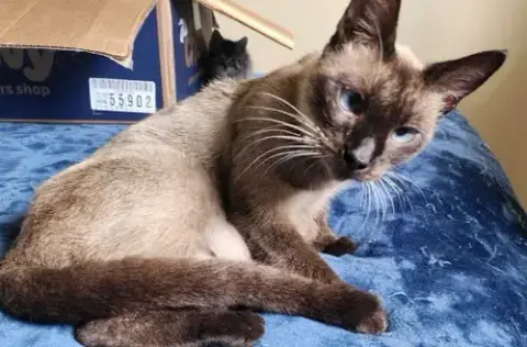Kit-Kat "Crossed-Eyed photo 2