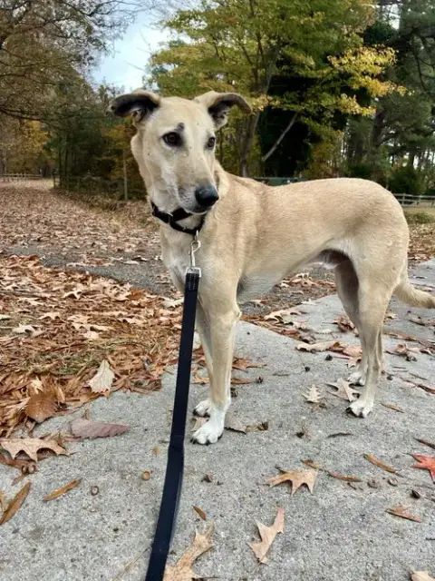 Brownie-  Courtesy Post photo 3
