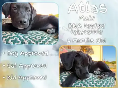 Atlas