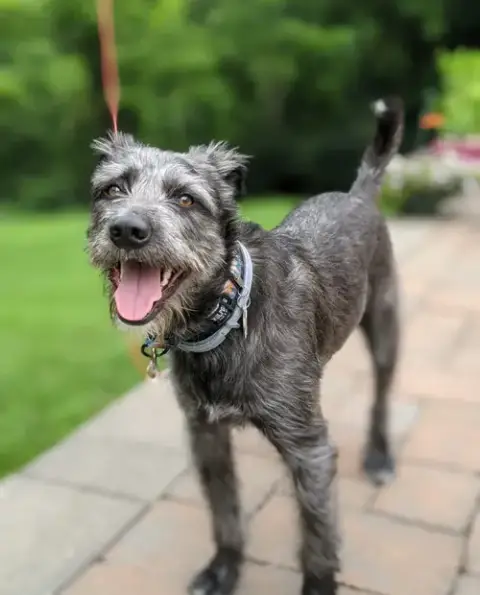 Charlie **Courtesy Post**