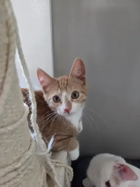 Peanut =^.^=