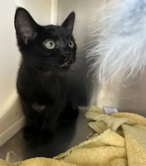 Luna photo 2