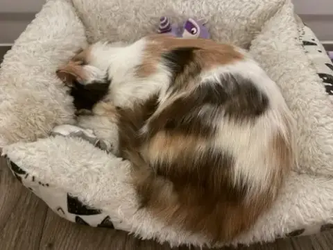 Calico Jones photo 2