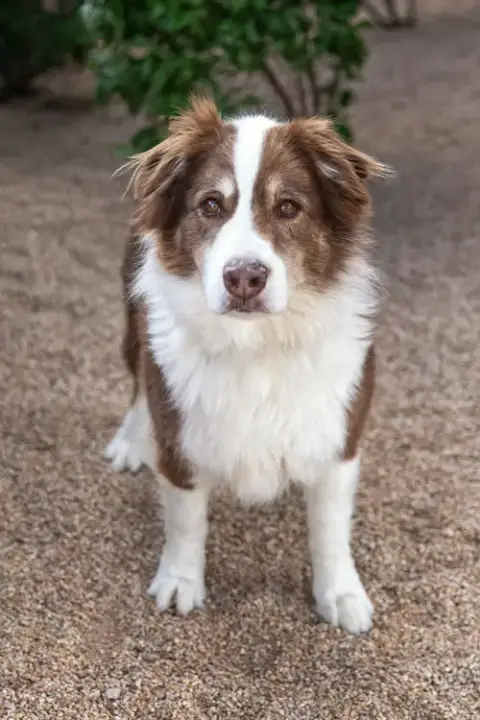 Banditt **Pending Adoption** photo 3
