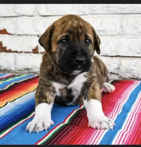 Nacho