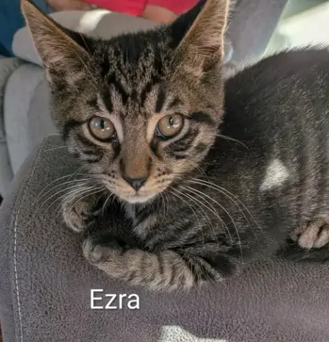 Ezra photo 3