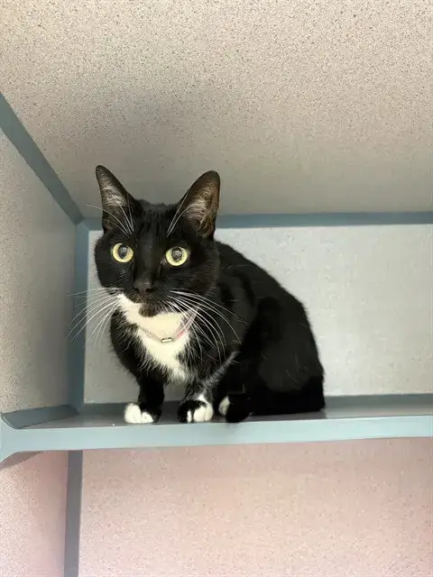 Kitty