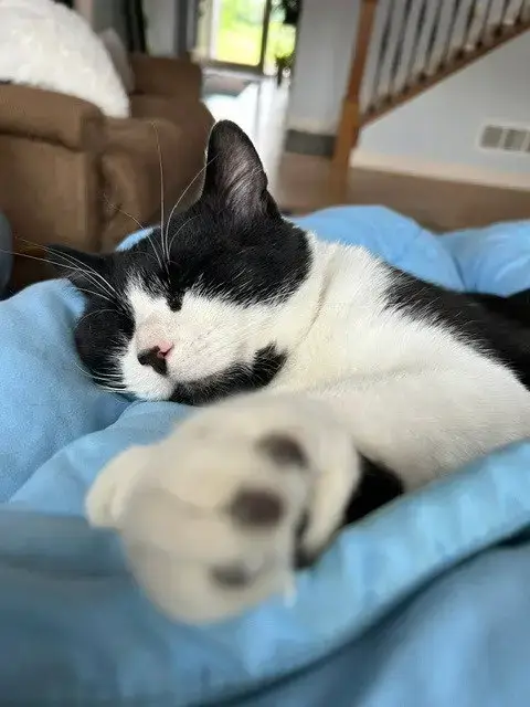 Tibbs photo 4