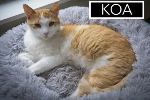 Koa photo 3