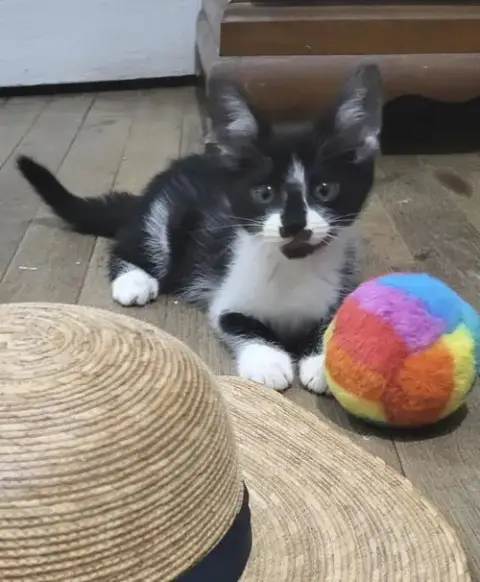 Dottie