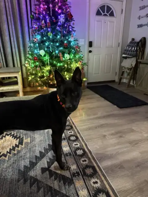 Milo photo 3