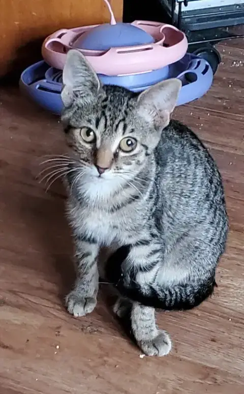 T Kitties photo 2