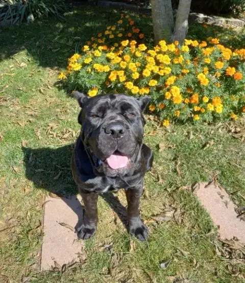 Gia