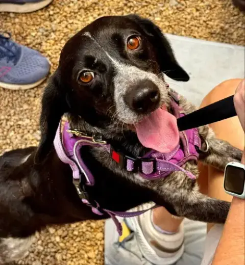 Ada *Adopt Or Foster* photo 3
