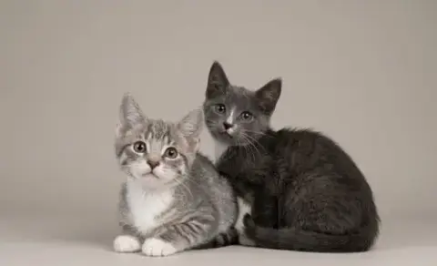 Sweet Kittens! photo 2