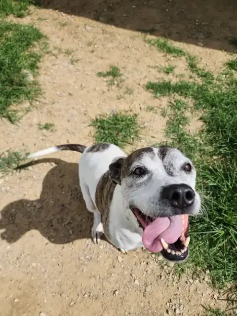 Tyson photo 3