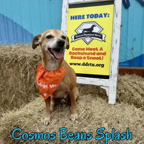 Cosmos Beans Splash photo 4