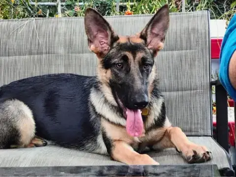 Luna photo 4