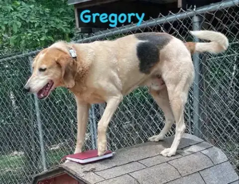 Gregory: Not At The Shelter photo 3