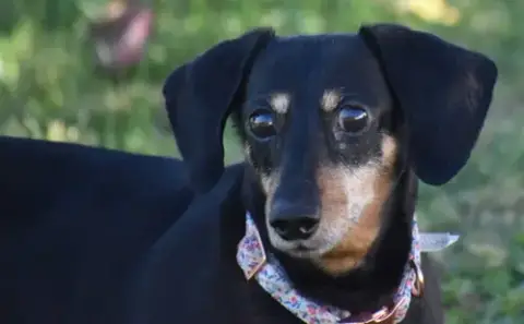 Dixie In Tn photo 4