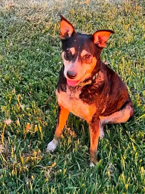 Rosie photo 2
