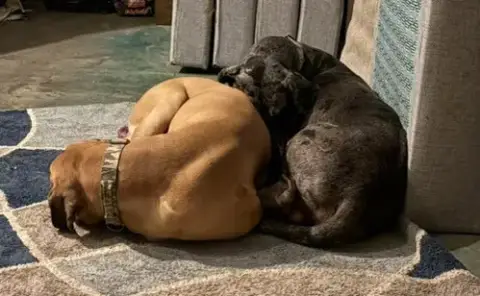 Duke / Toby photo 3