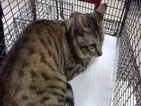 Simba