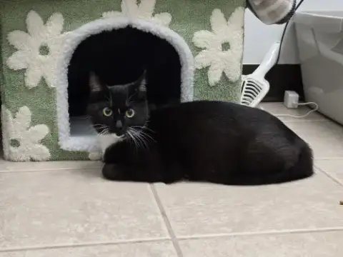 Libby
