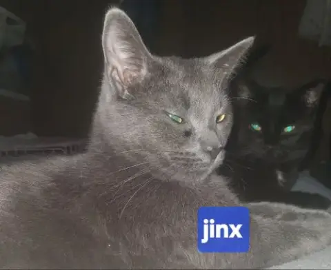 Jinx