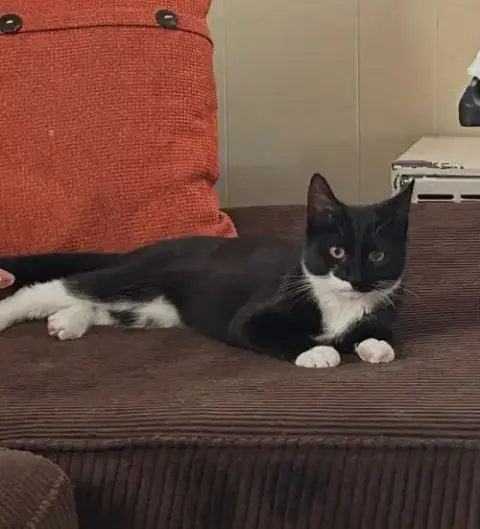Oreo photo 3