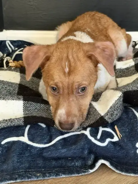 Puppy Milo photo 5
