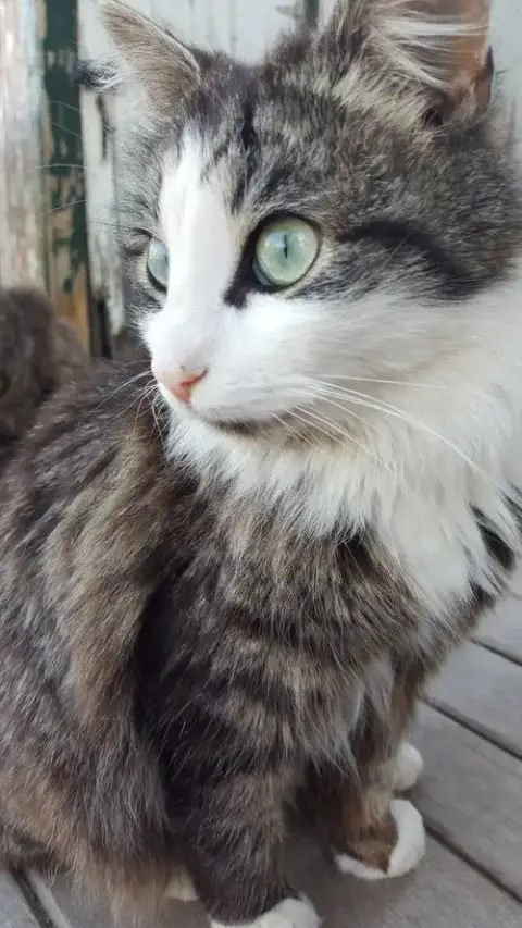 My Purrrrrfect Partner photo 2