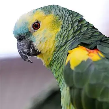 Rico