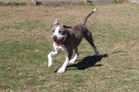 Chubbs photo 4