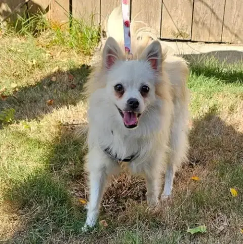 Enzo From Korea photo 2