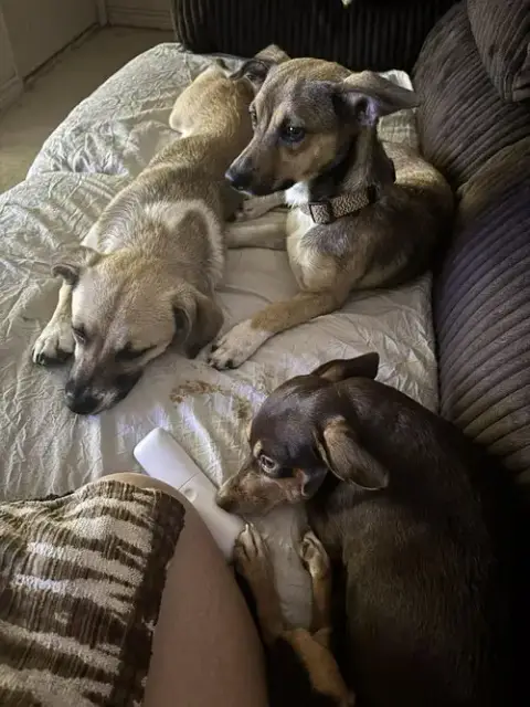 Luna And Zeus photo 5