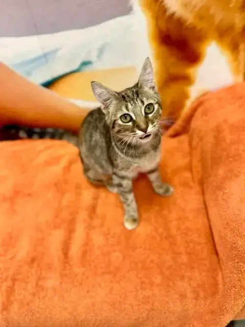 Cortana photo 4