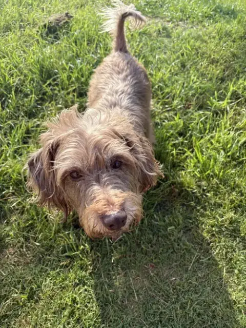 Diggie photo 2