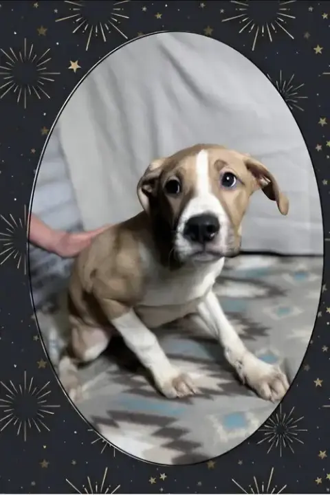 Floyd Dawgs :Baptiste