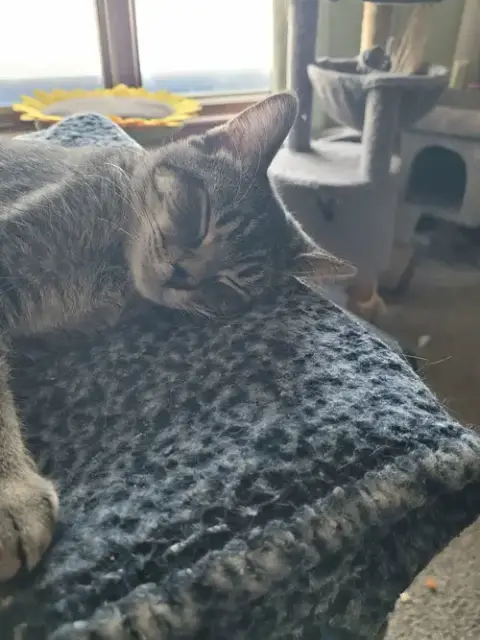 Indy