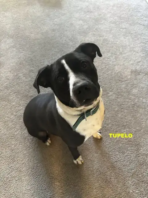 Tupelo photo 4