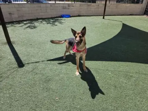 Bear-$75 Adoption Fee! Diamond Dog! photo 4