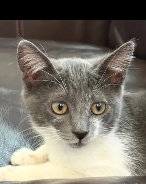 Mochi photo 3