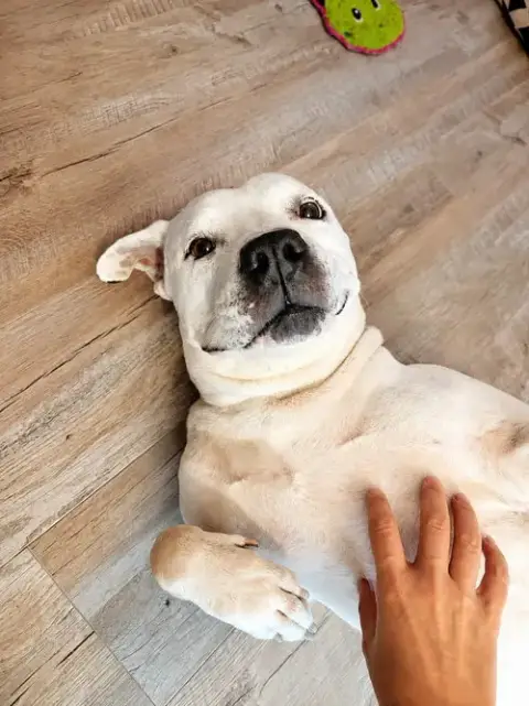 Molly photo 2