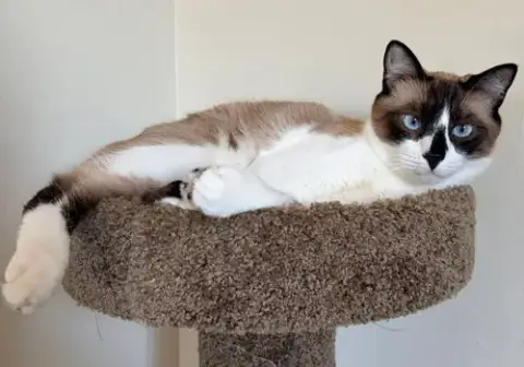 Mochi photo 2