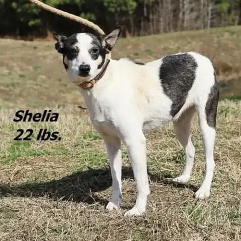 Sheila photo 3