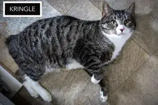 Kringle: Barn Or Sn Foster photo 2